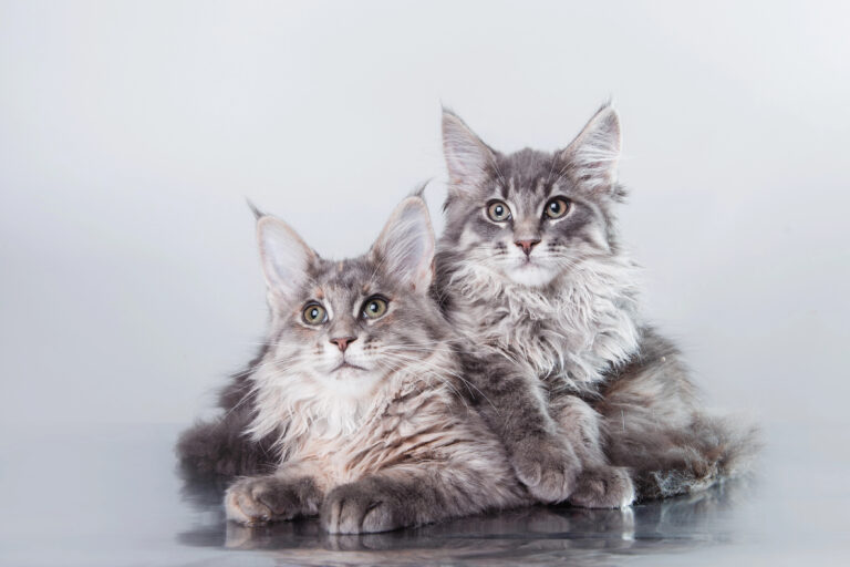 maine coon kittens